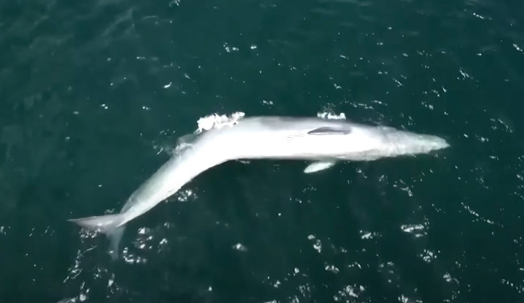 Dead whale spotted in Hong Kong.