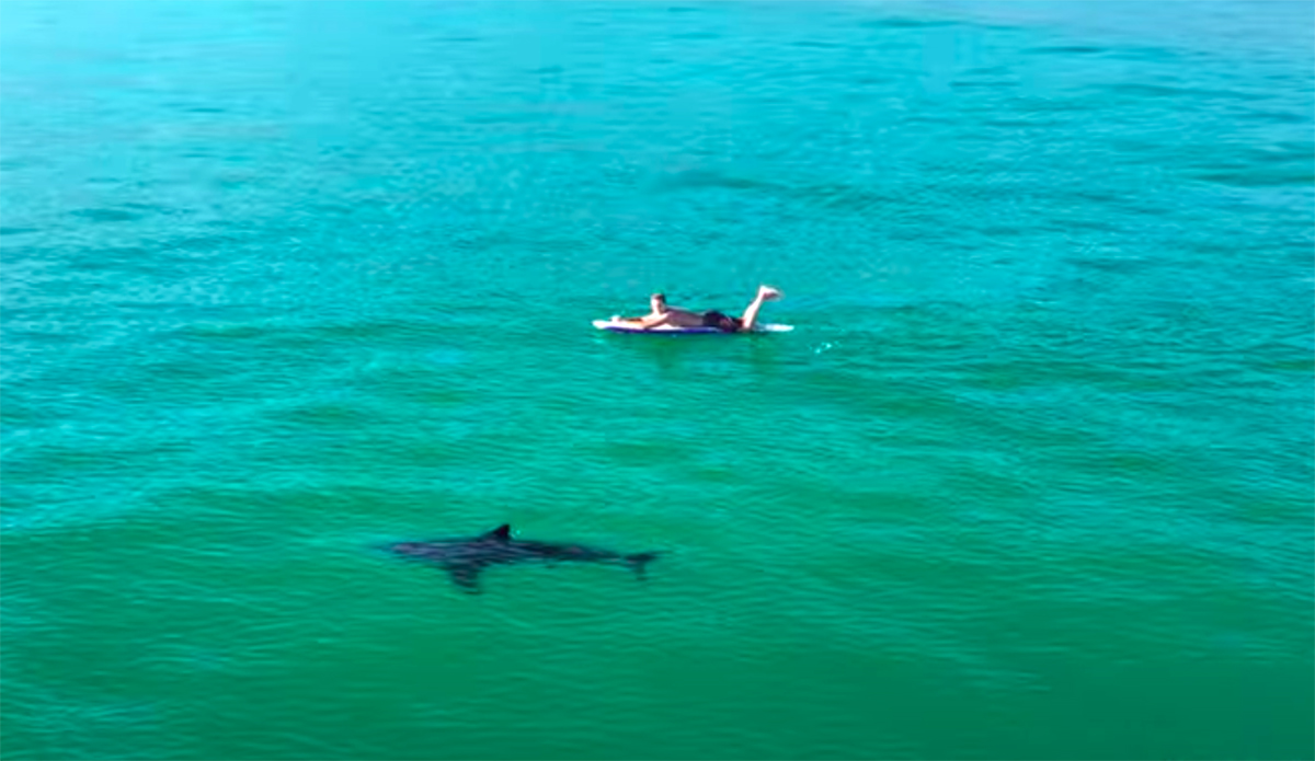 Drone Footage Shows Great White Shark and Surfer Stalking One Another