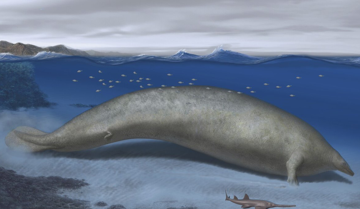 Perucetus colossus may be history's largest known animal.