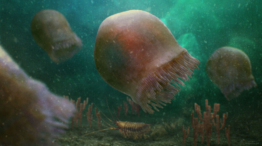 Burgessomedusa phasmiformis, resembles a large, swimming jellyfish.