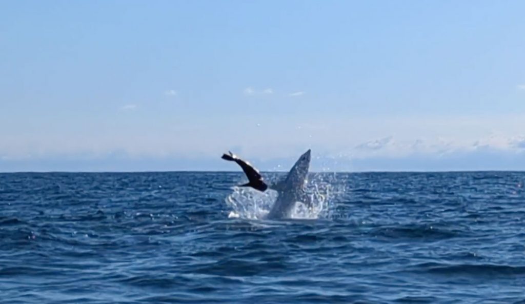 Great white shark attacking seal