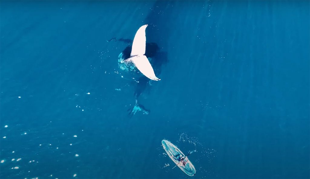 Tail sailing humpback whale