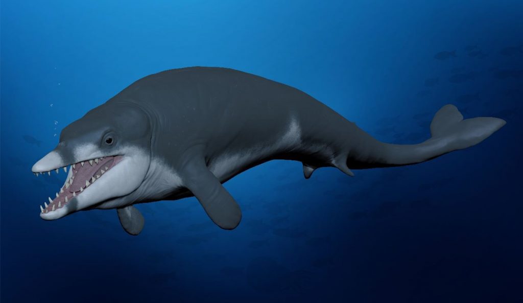 Tiny Ancient Whale Discovered in Egypt