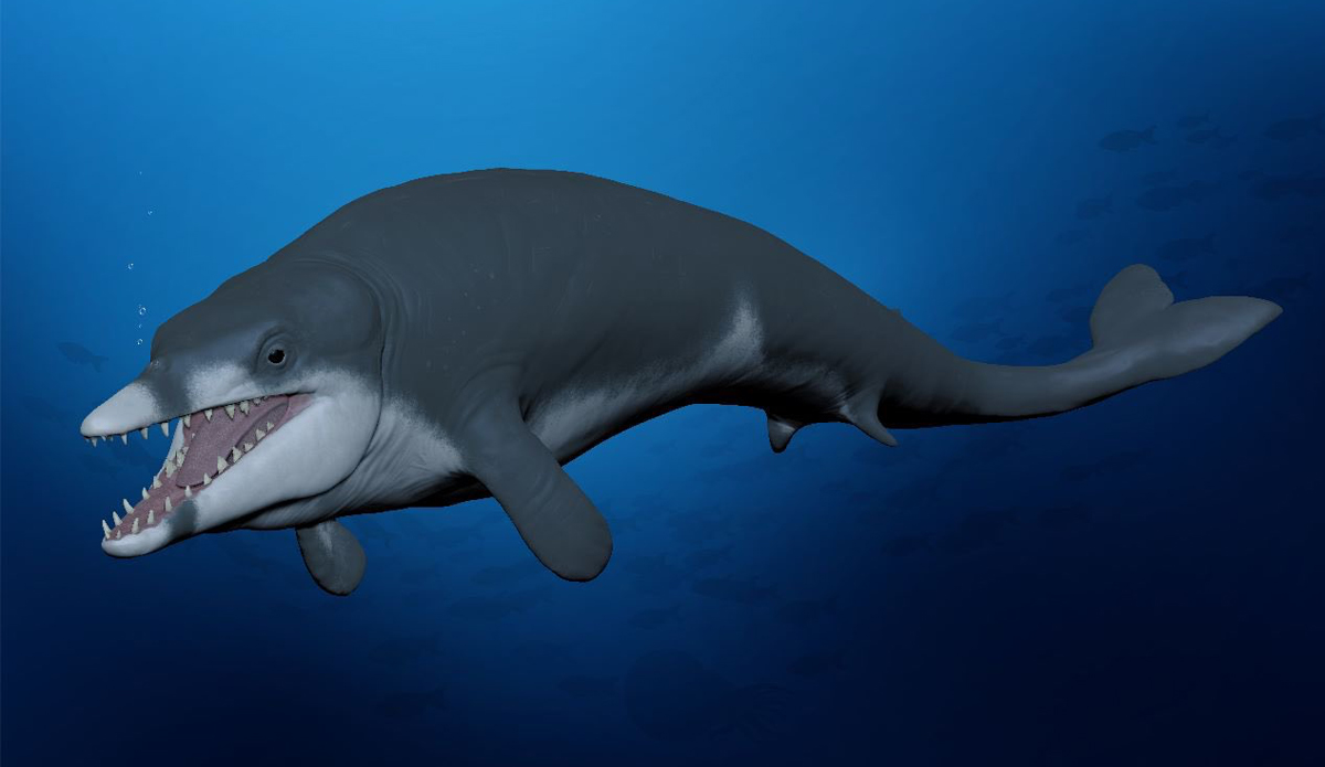 Tiny Ancient Whale Discovered in Egypt
