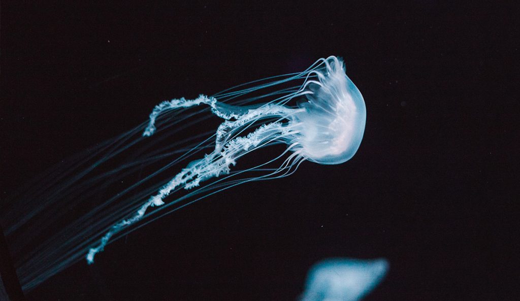 These guys may be smarter than you think. Photo: Elisha Terada // Unsplash