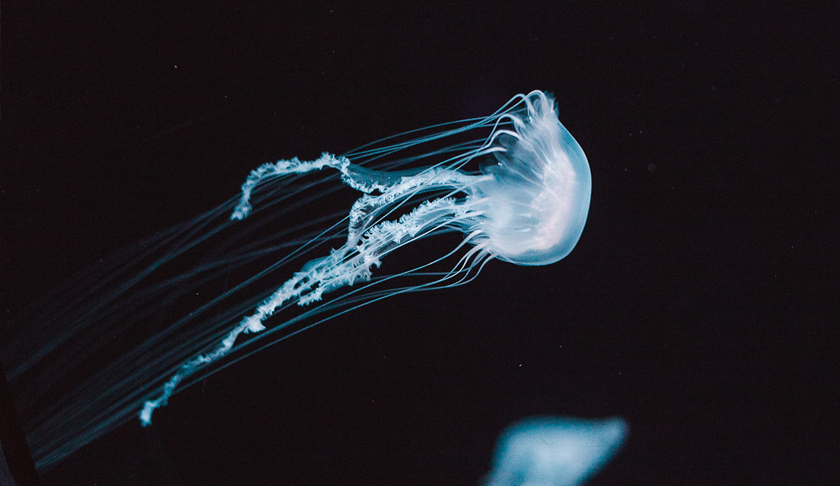 These guys may be smarter than you think. Photo: Elisha Terada // Unsplash