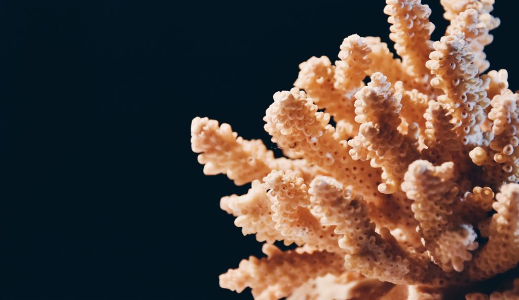 Photo: Sandy Ravaloniaina // Unsplash
