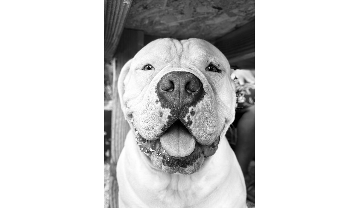 San Juanico dog