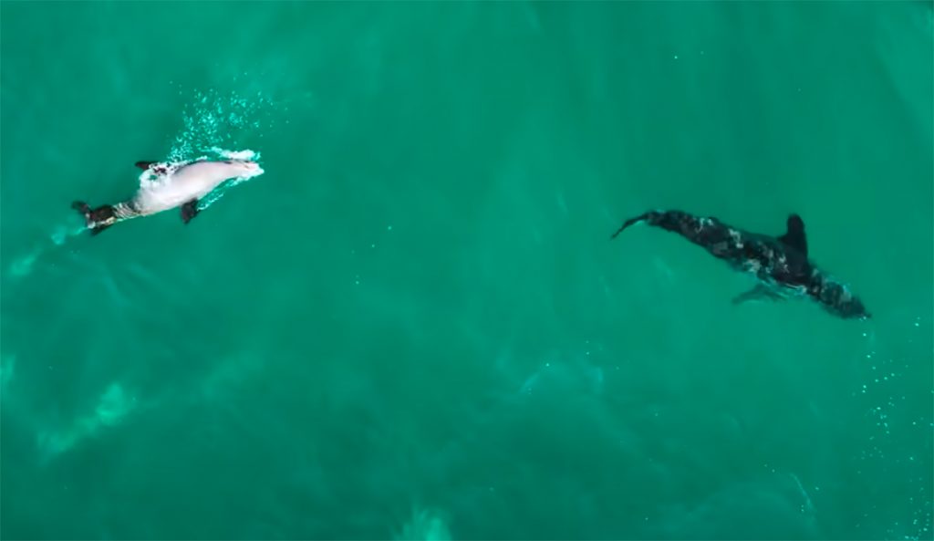 Watch This Seal Turn the Tables, Chase Off a Great White Shark