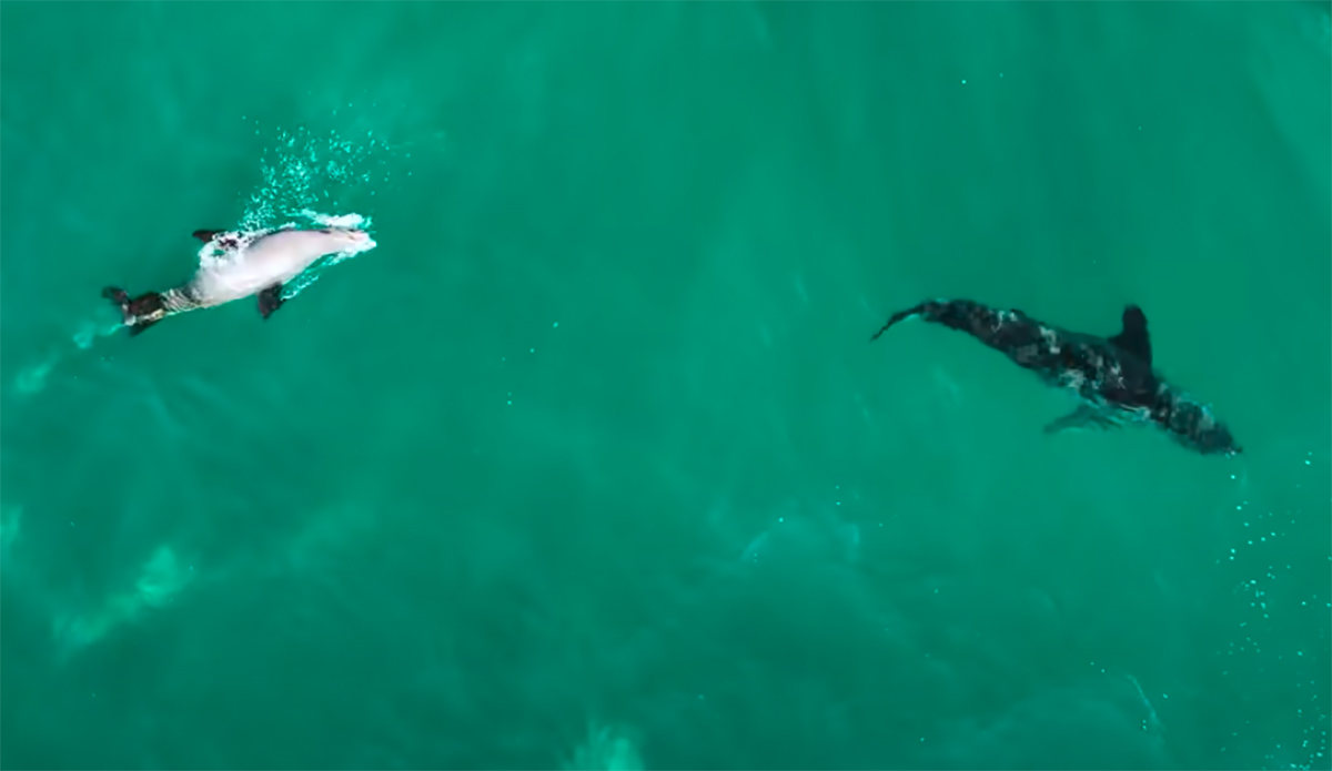 Watch This Seal Turn the Tables, Chase Off a Great White Shark