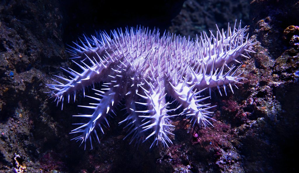 An adult crown-of-thorns starfish. Photo: David Clode // Unsplash
