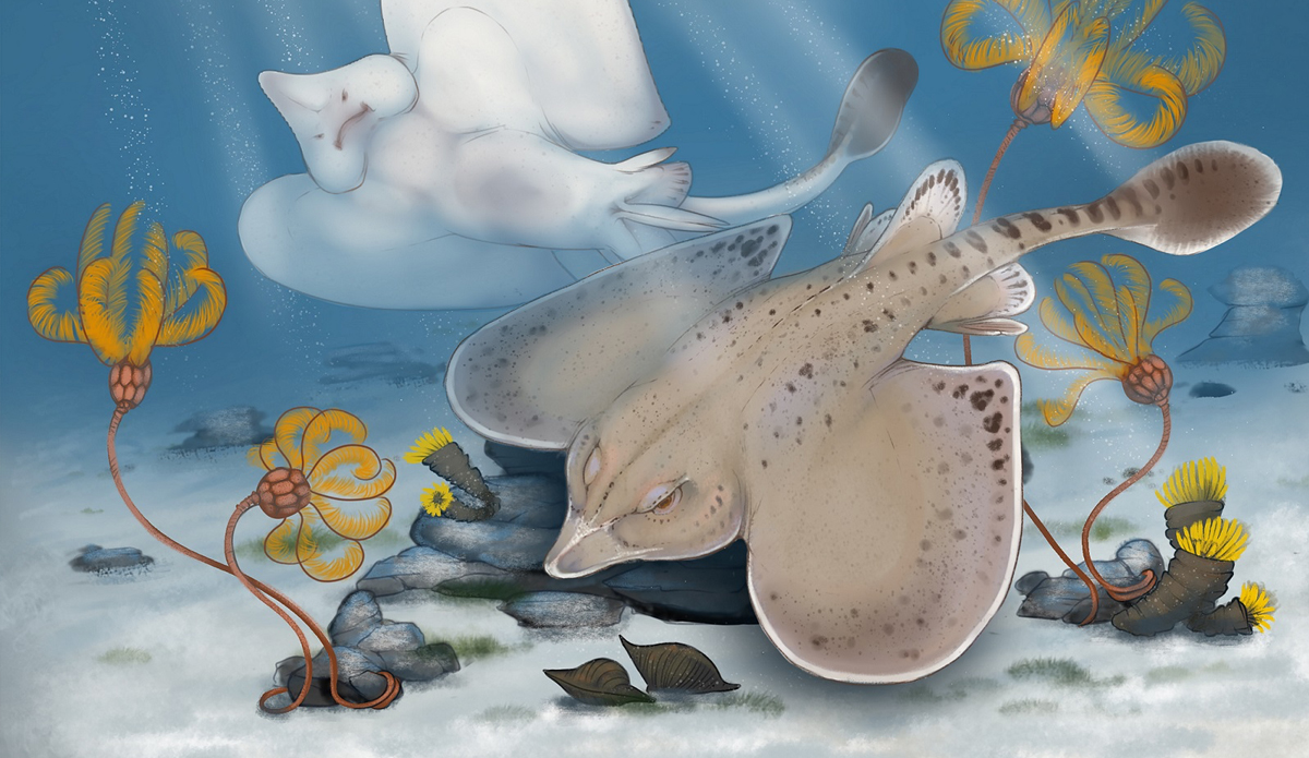 An illustration of the new shark species. Photo: National Park Service