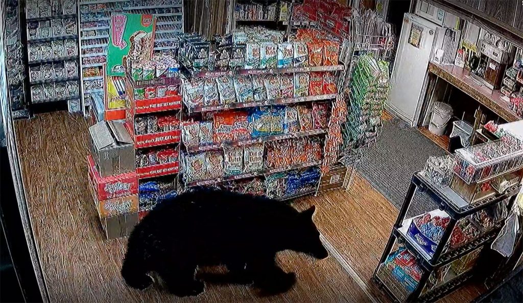 black bear in Tipton's