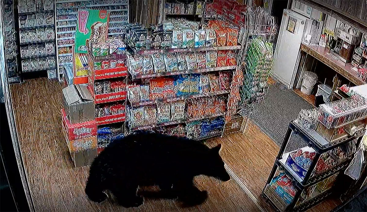 black bear in Tipton's