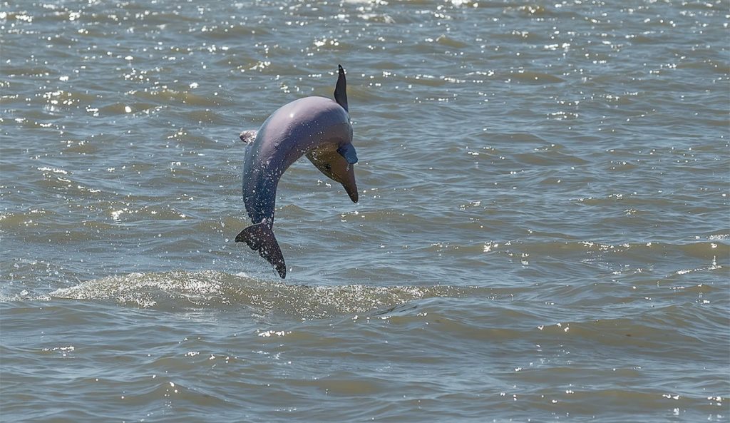 dolphins in amazon