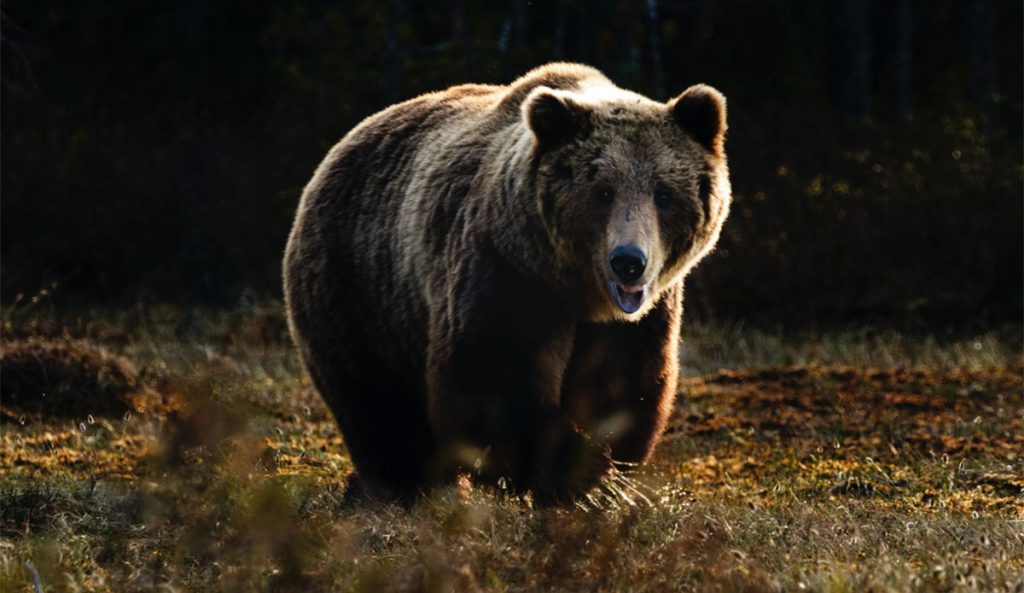 grizzly bear