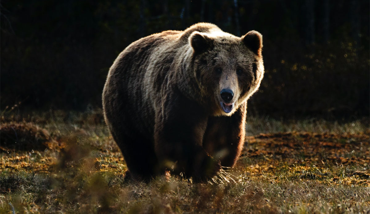 grizzly bear