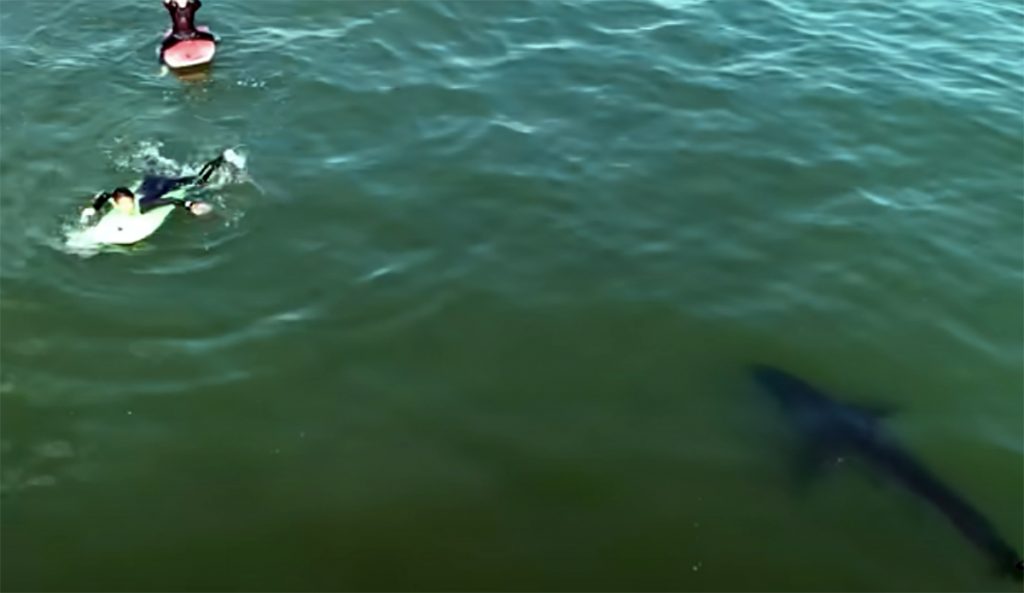 Carlos Gauna recently released this nine-minute video showing some of his best drone clips of great white sharks interacting with surfers.