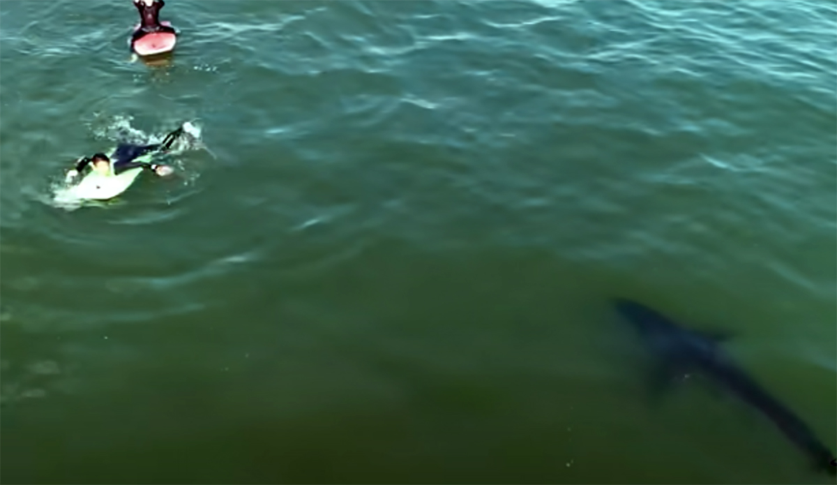 Carlos Gauna recently released this nine-minute video showing some of his best drone clips of great white sharks interacting with surfers.