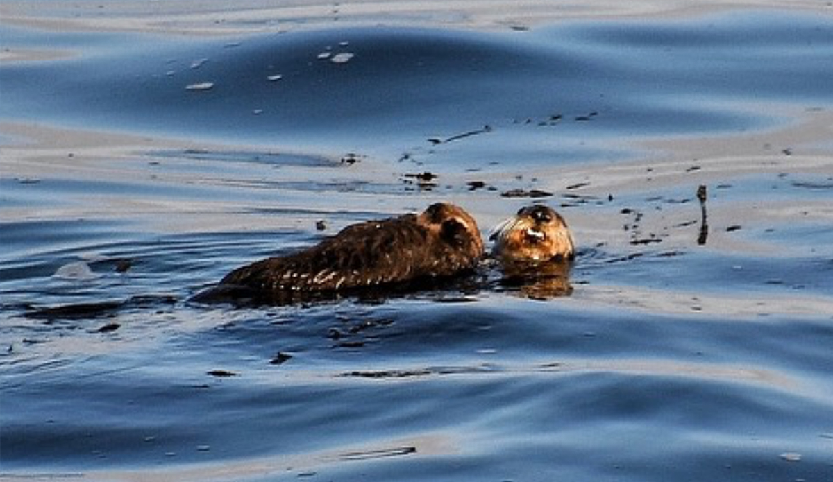 Otter 841 and pup. Photo: Mark Woodward // Instagram