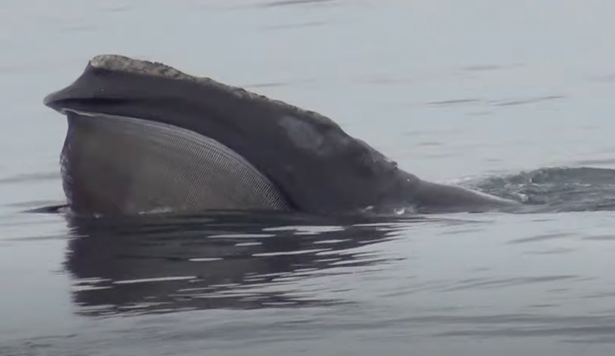 Right whale. Photo: NOAA // YouTube