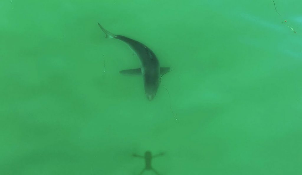 Great white shark stalking drone
