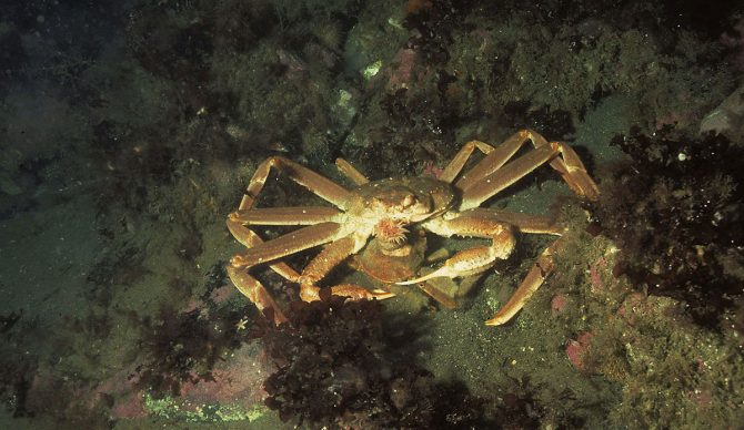 snow crabs