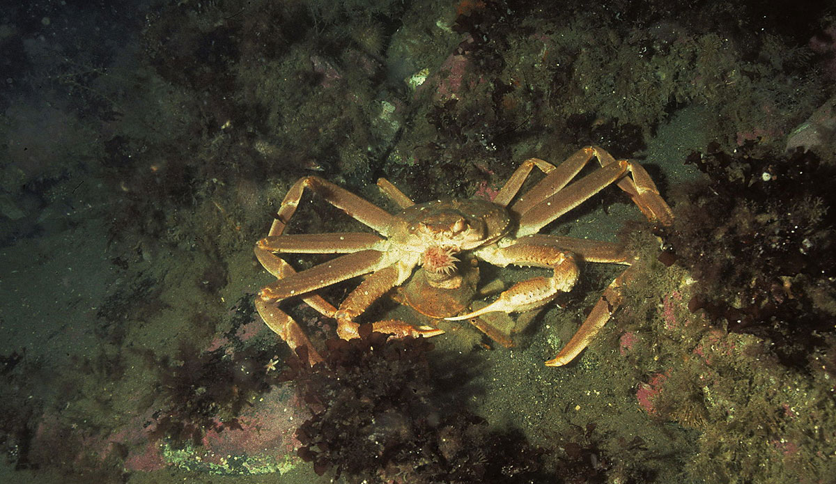 snow crabs
