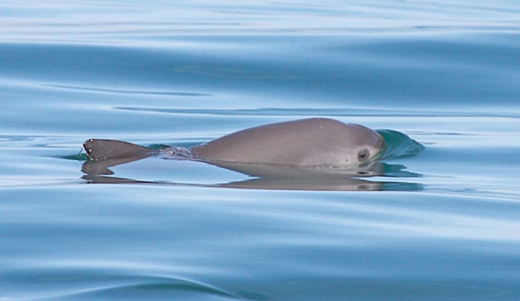 vaquita porpoise