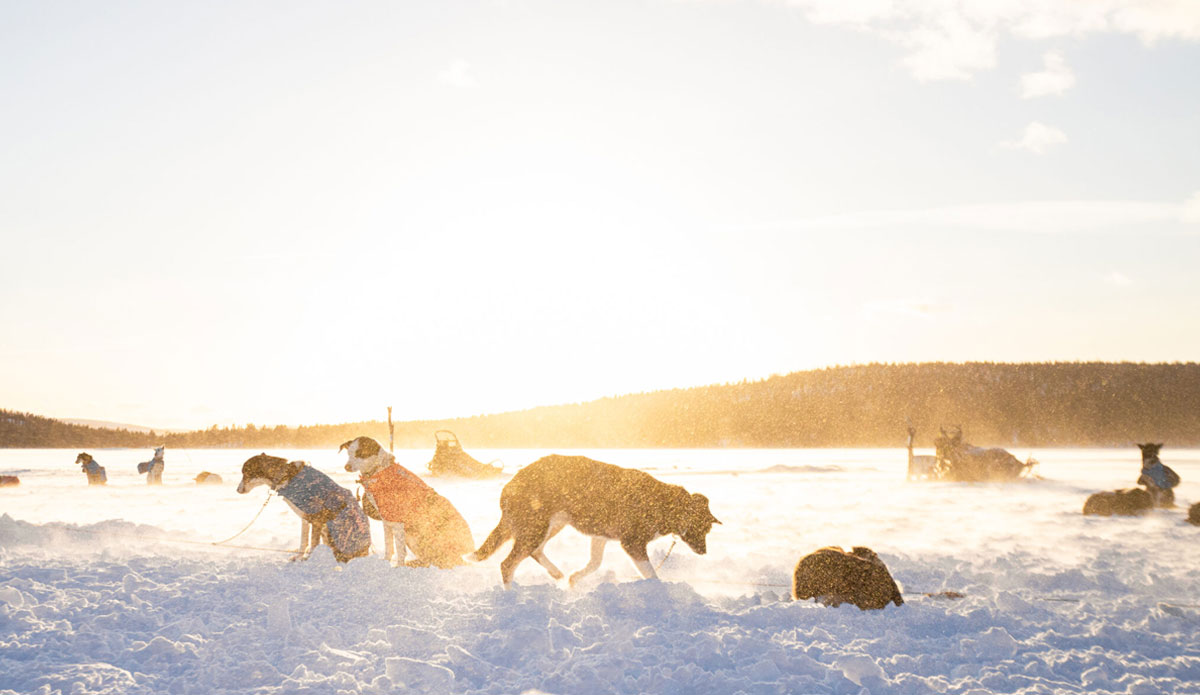 arctic tundra