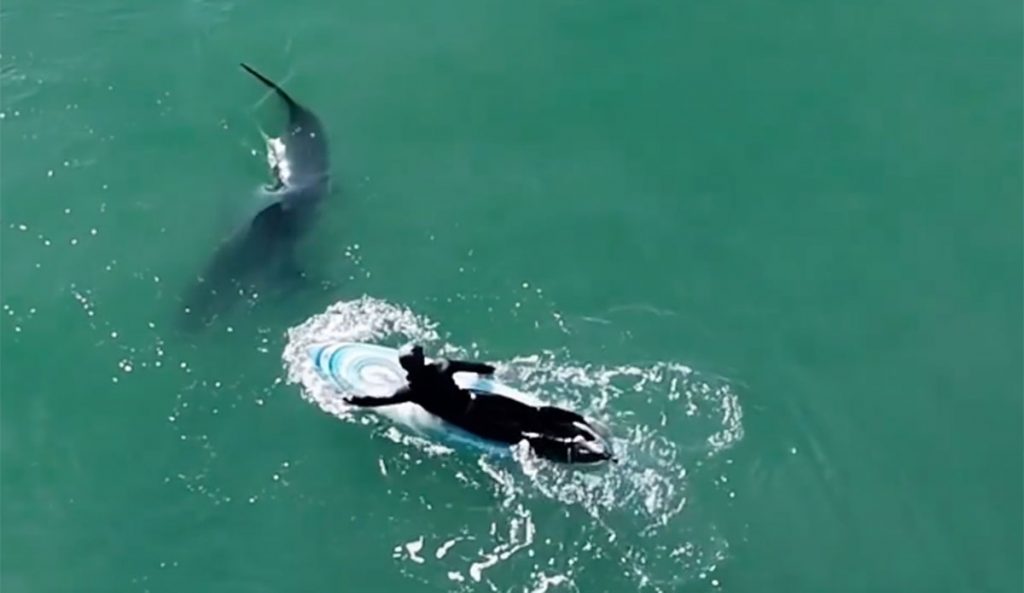 Great white shark