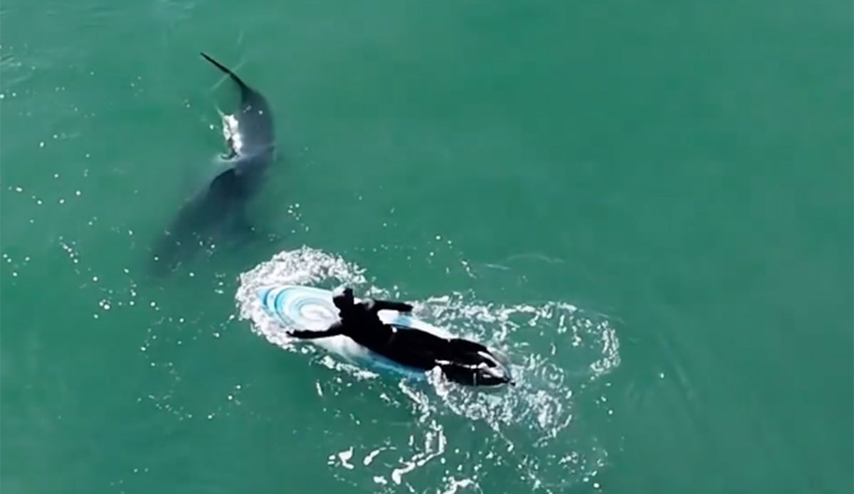 Great white shark