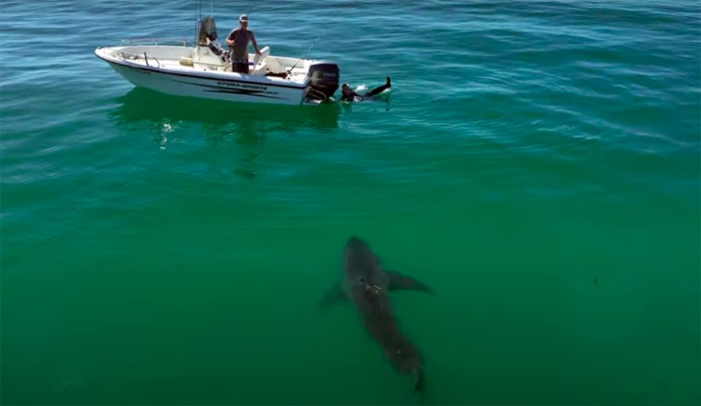 Drone Pilot Warns Spearfisherman of Lurking Great White Shark