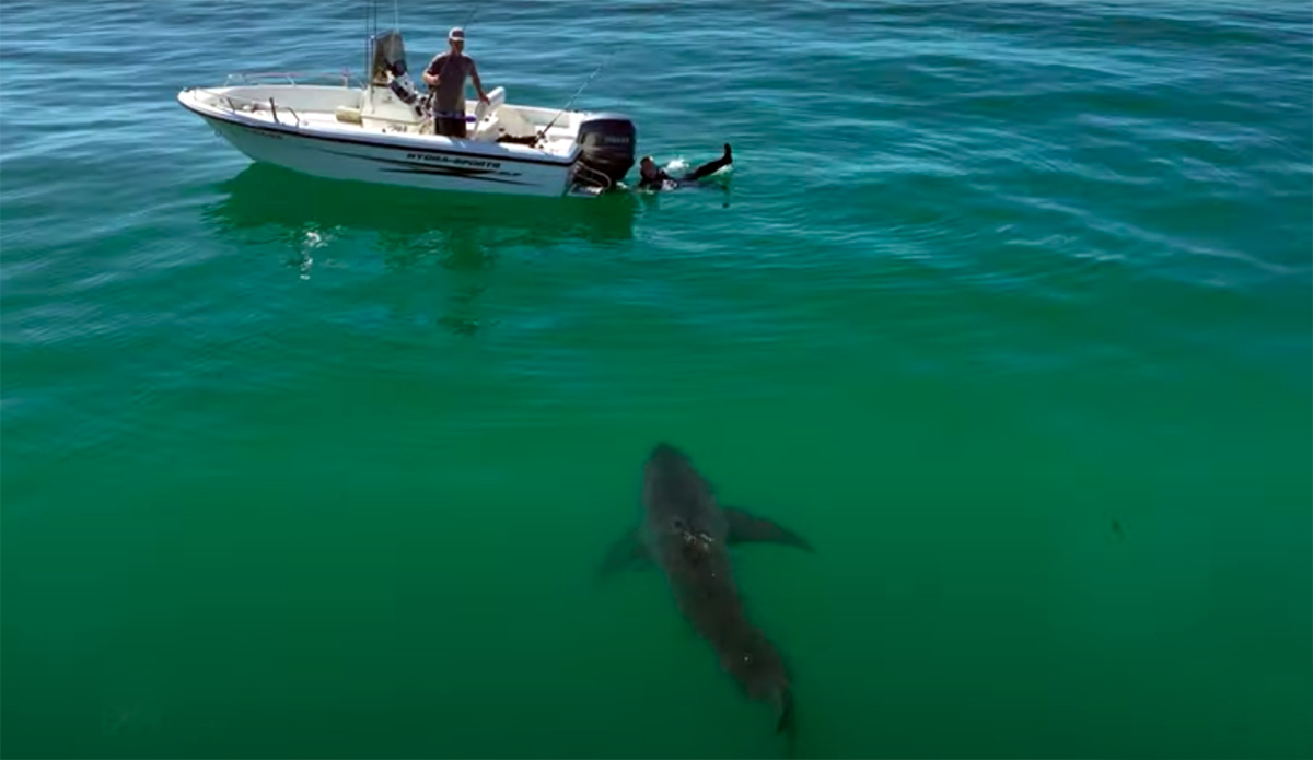 Drone Pilot Warns Spearfisherman of Lurking Great White Shark