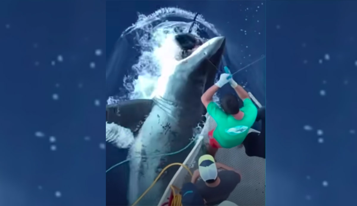 Check Out the Size of This Great White Shark as It Steals a Fisherman's Tuna