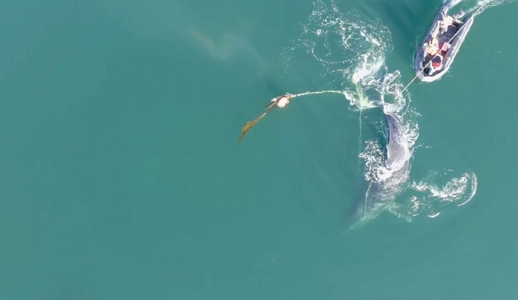 humpback whale in fishing ropes