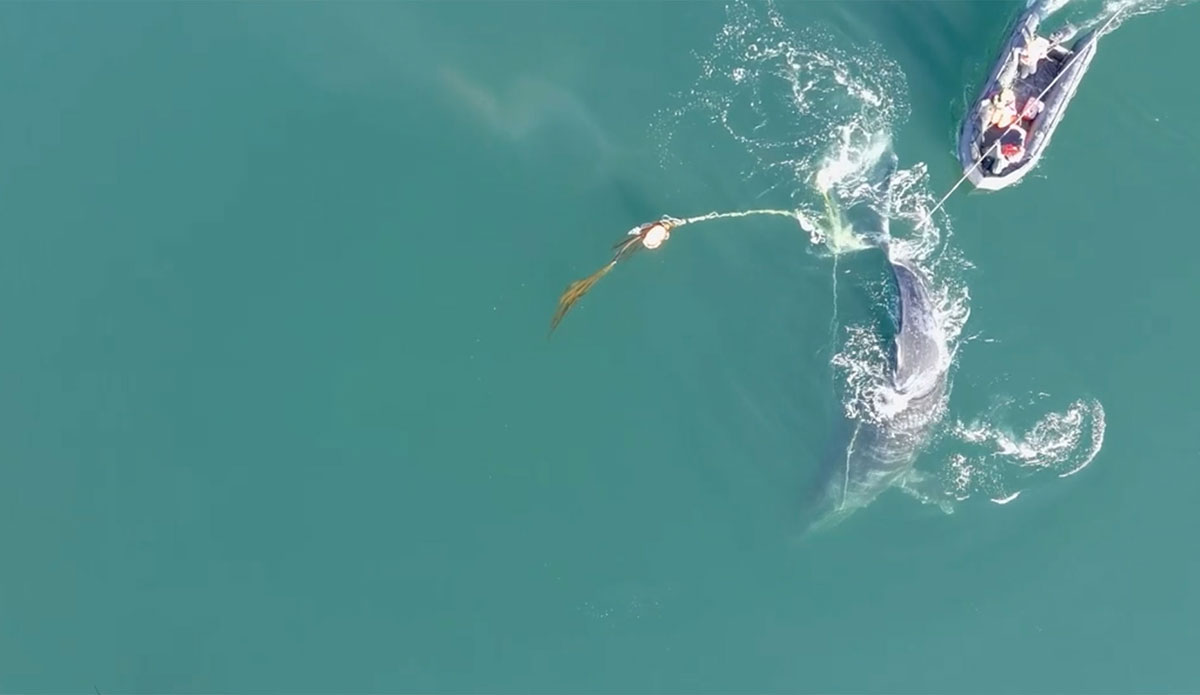humpback whale in fishing ropes