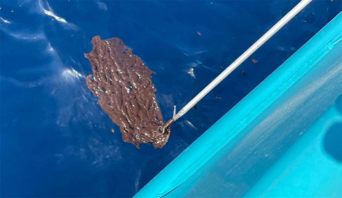 crude oil in the Gulf of Mexico