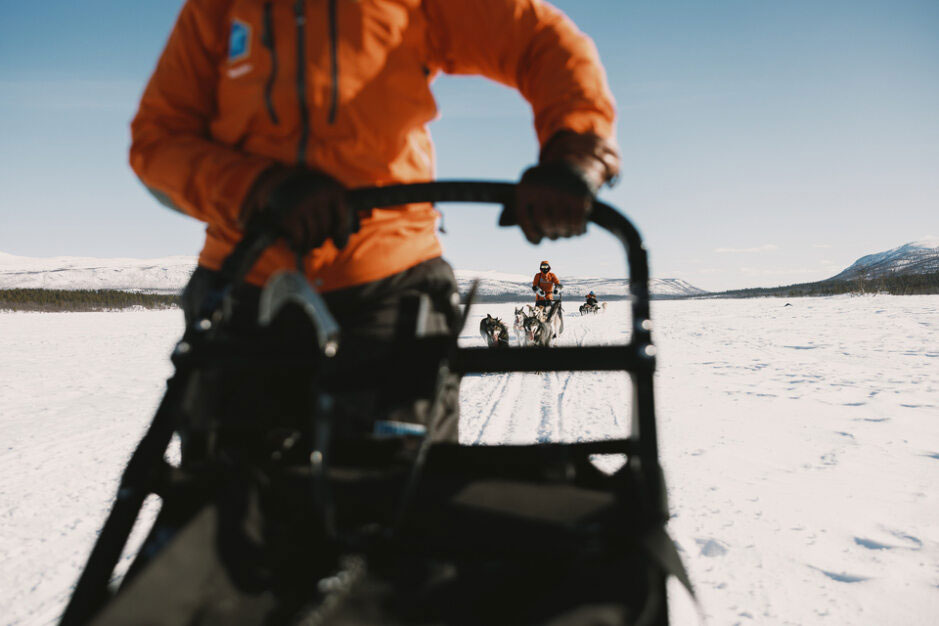 sled dogs