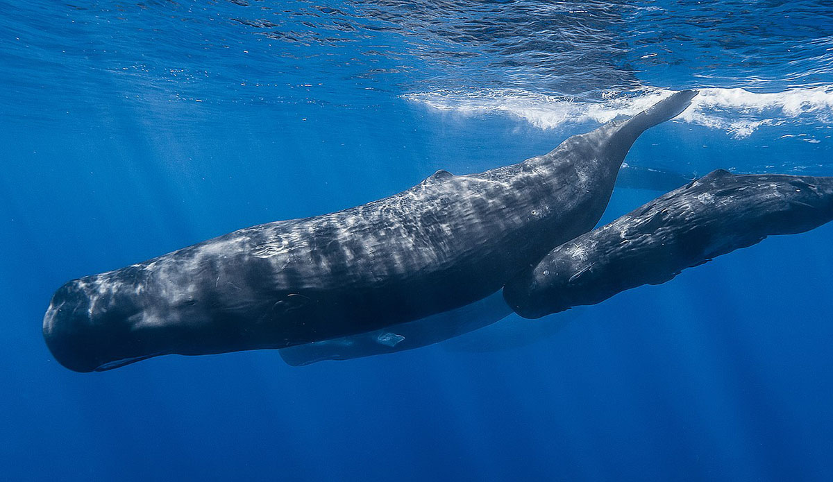 sperm whales