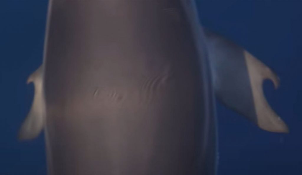 Photo: Alexandros Frantzis // Pelagos Cetacean Research Institute