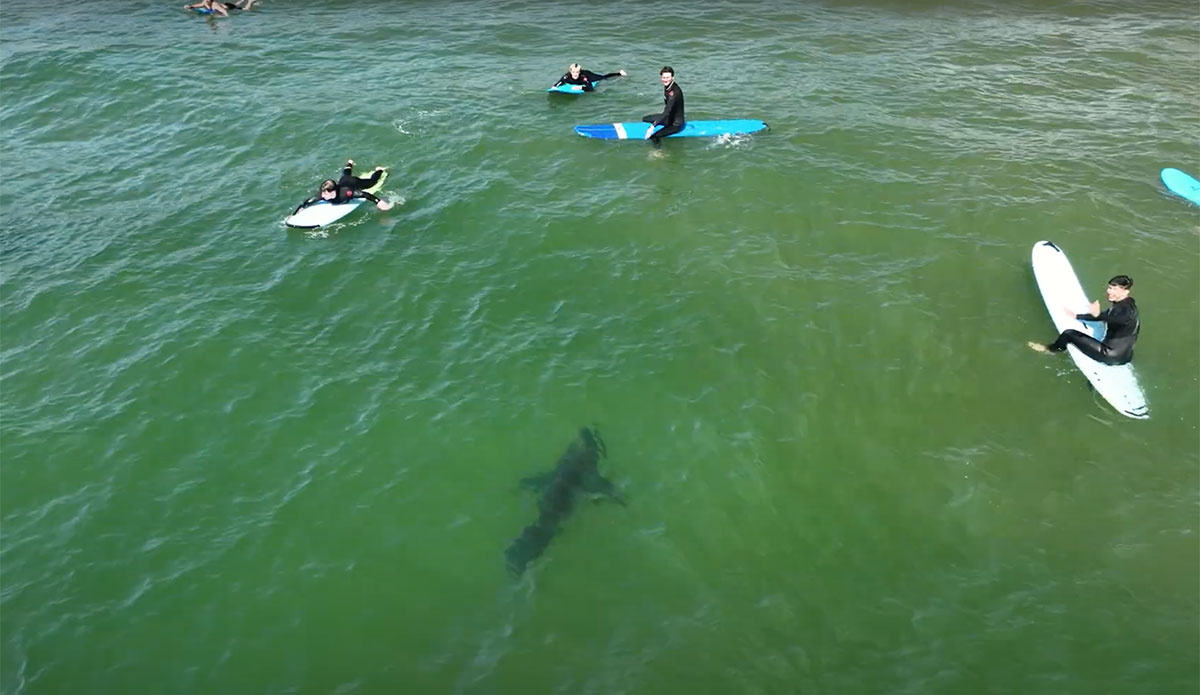drone footage of sharks and dolphins