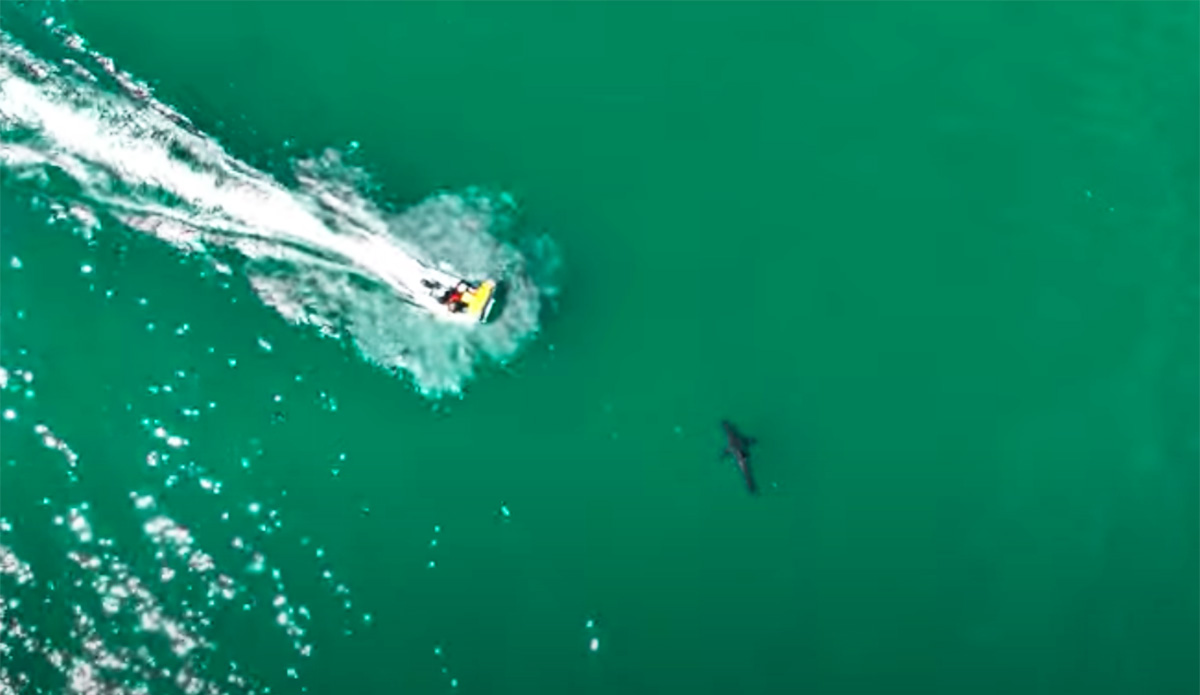 Drone Footage Shows Boat Slamming Into Great White Shark