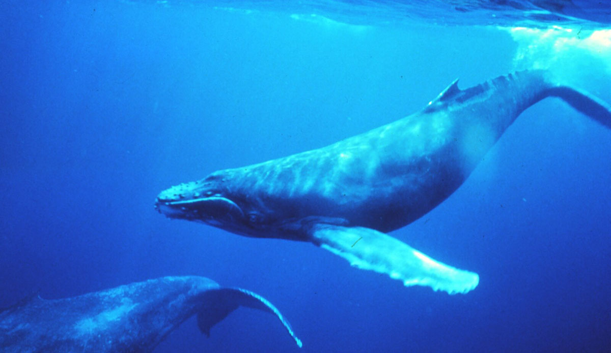 humpback whales
