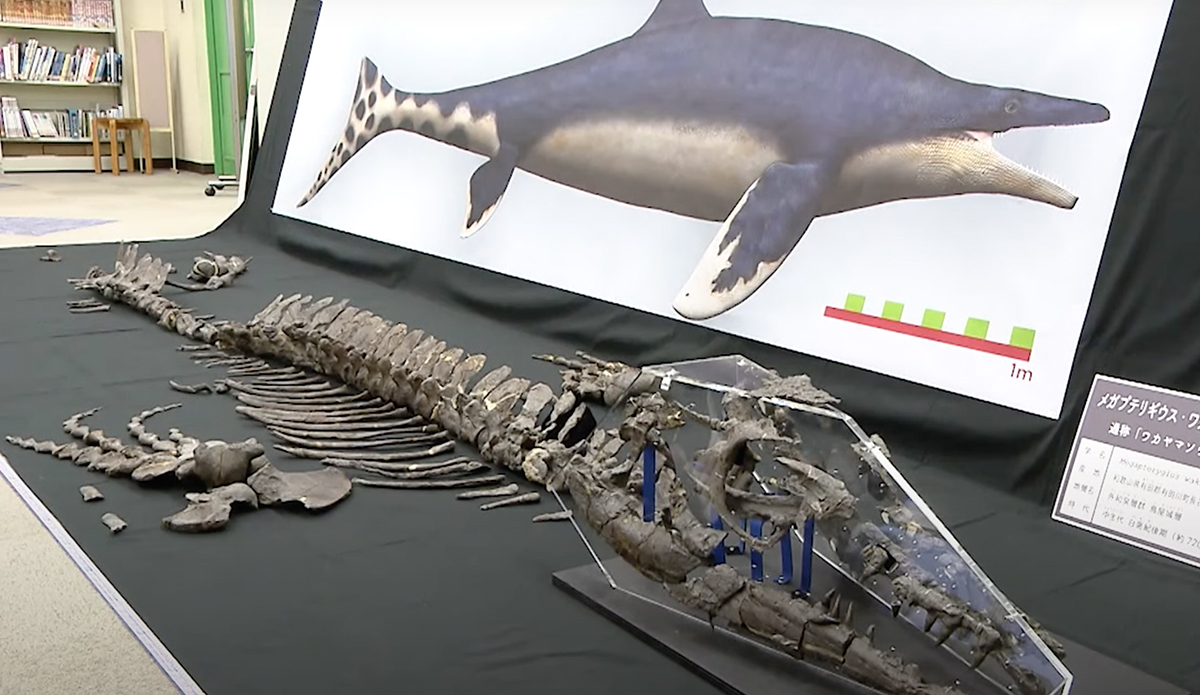 Mosasaur. Photo: Nippon TV News // YouTube