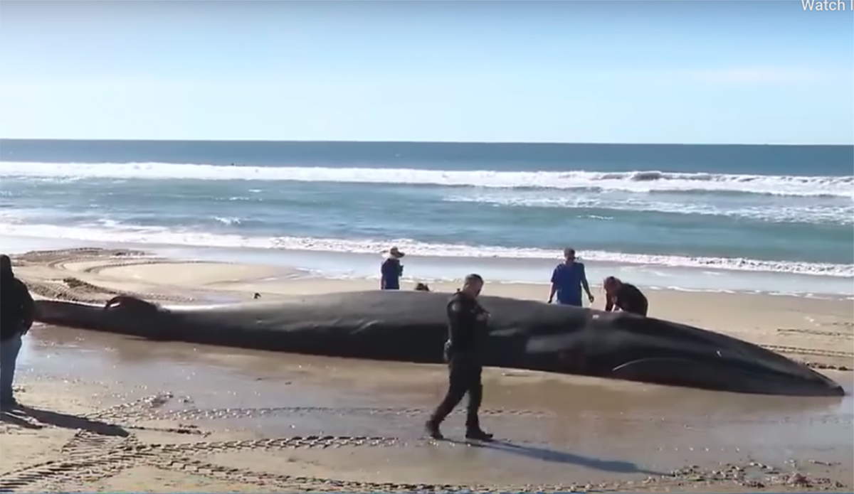 A 52-Foot Whale Washed Ashore in San Diego