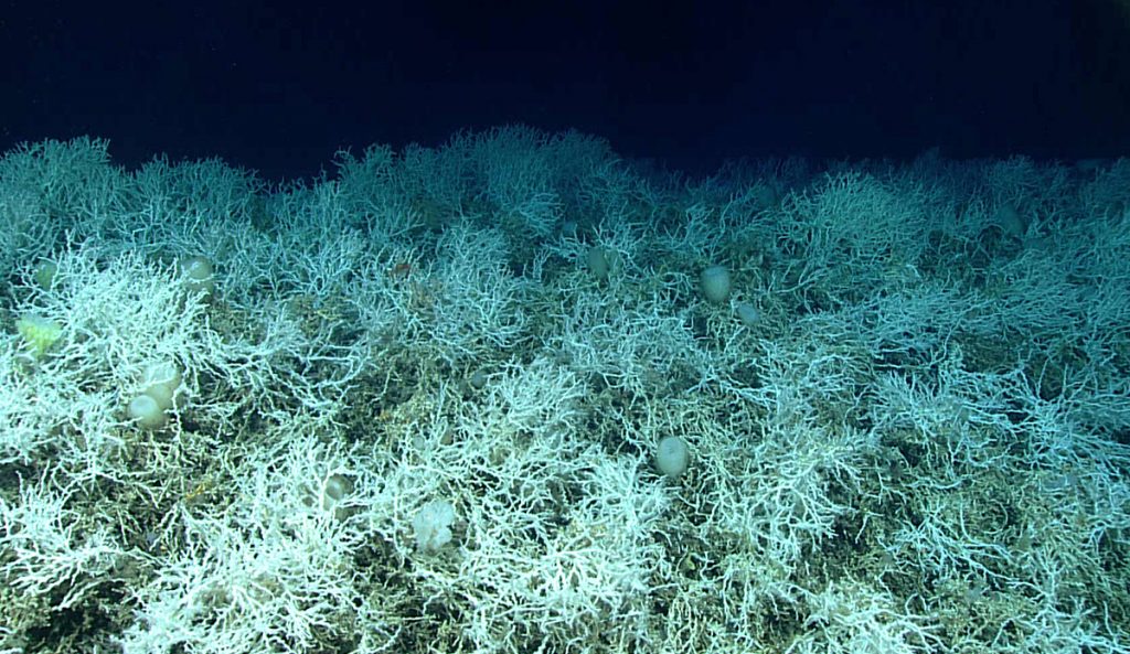 Desmophyllum pertusum, the deep-sea coral identified in the study. Photo: NOAA Ocean Exploration, Windows to the Deep 2019