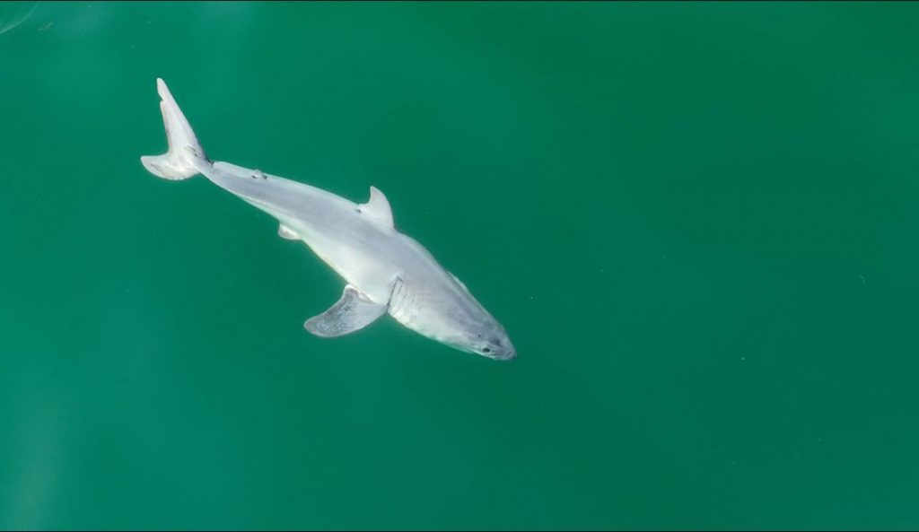 newborn great white shark