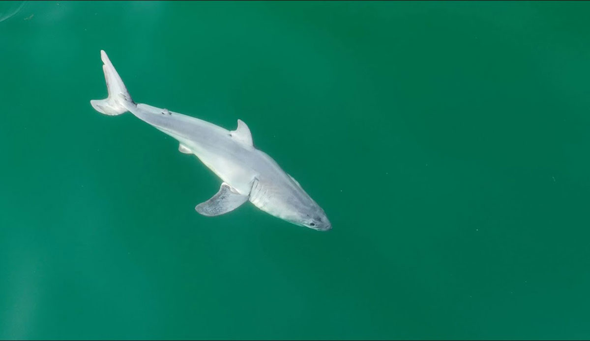 newborn great white shark