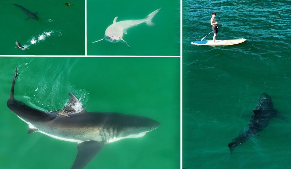 great white shark footage
